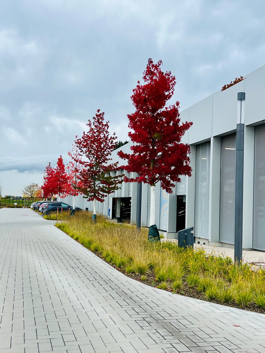 TatianaVoytsenk's tweet photo. #favpicfromnovember #redtrees #garching #bavaria https://t.co/znvqTRXchr