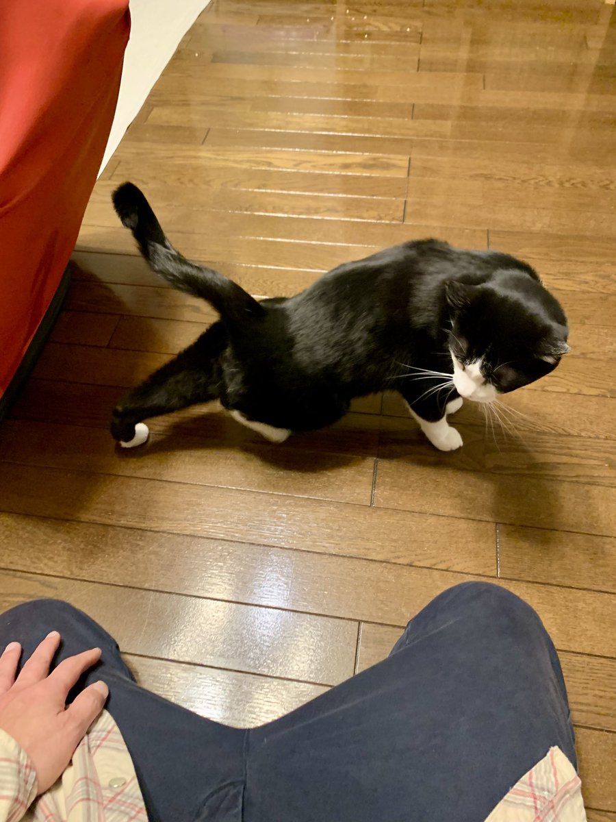 カツオ@ハチワレ (@katsuo779) / Posts / X