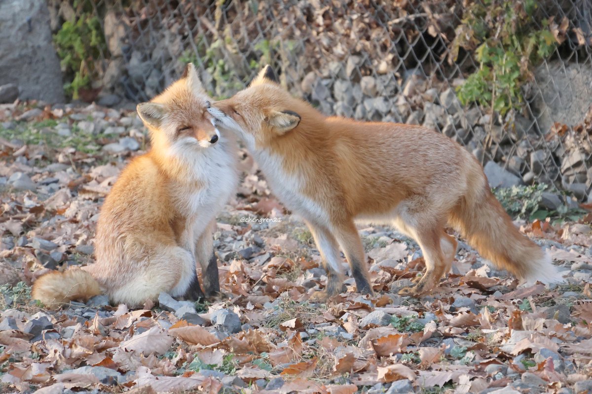 情熱的毛づくろい(コウ♂、オッコ♀) #北きつね牧場
