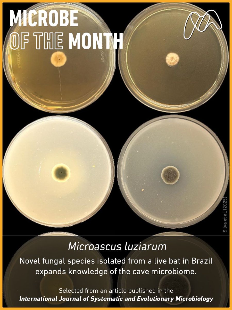 Pinch, punch, it's Microbe of the Month 🦠 Introducing Microascus luziarum!

The novel fungus was found on a bat caught by a hand net while scientists were surveying caves in northeastern Brazil. Talk about a catch!

Find out more in our latest blog microb.io/48mSgQO🧫
