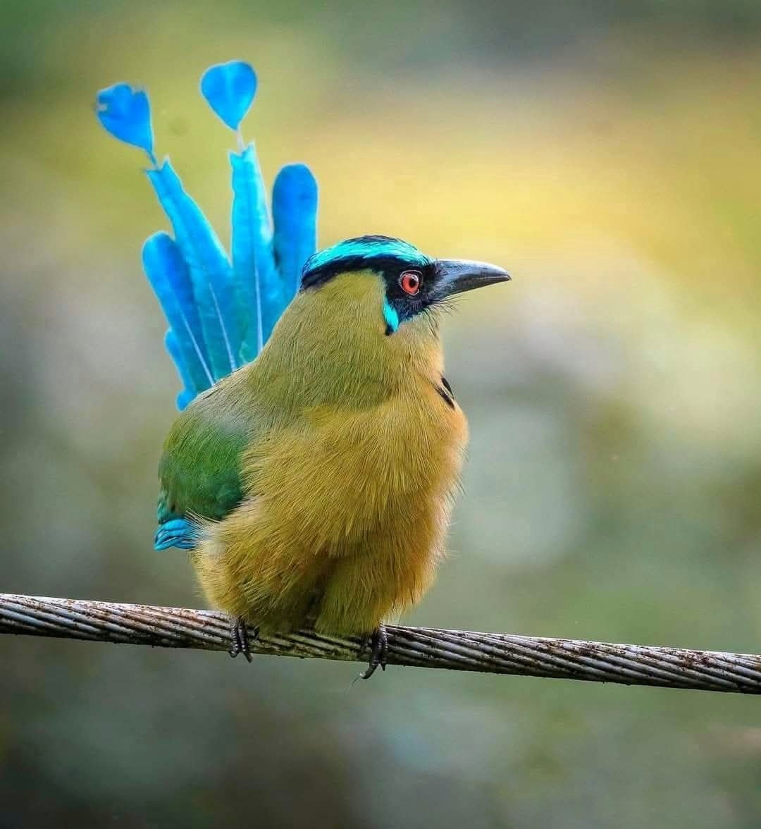 Amazonian Motmot.