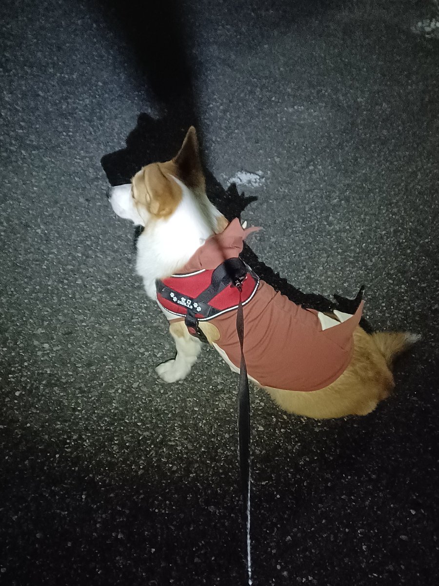 serodinosaur's tweet image. セロサウルス

出陣～♪

#コーギー　#コーギーのいる暮らし　#corgi