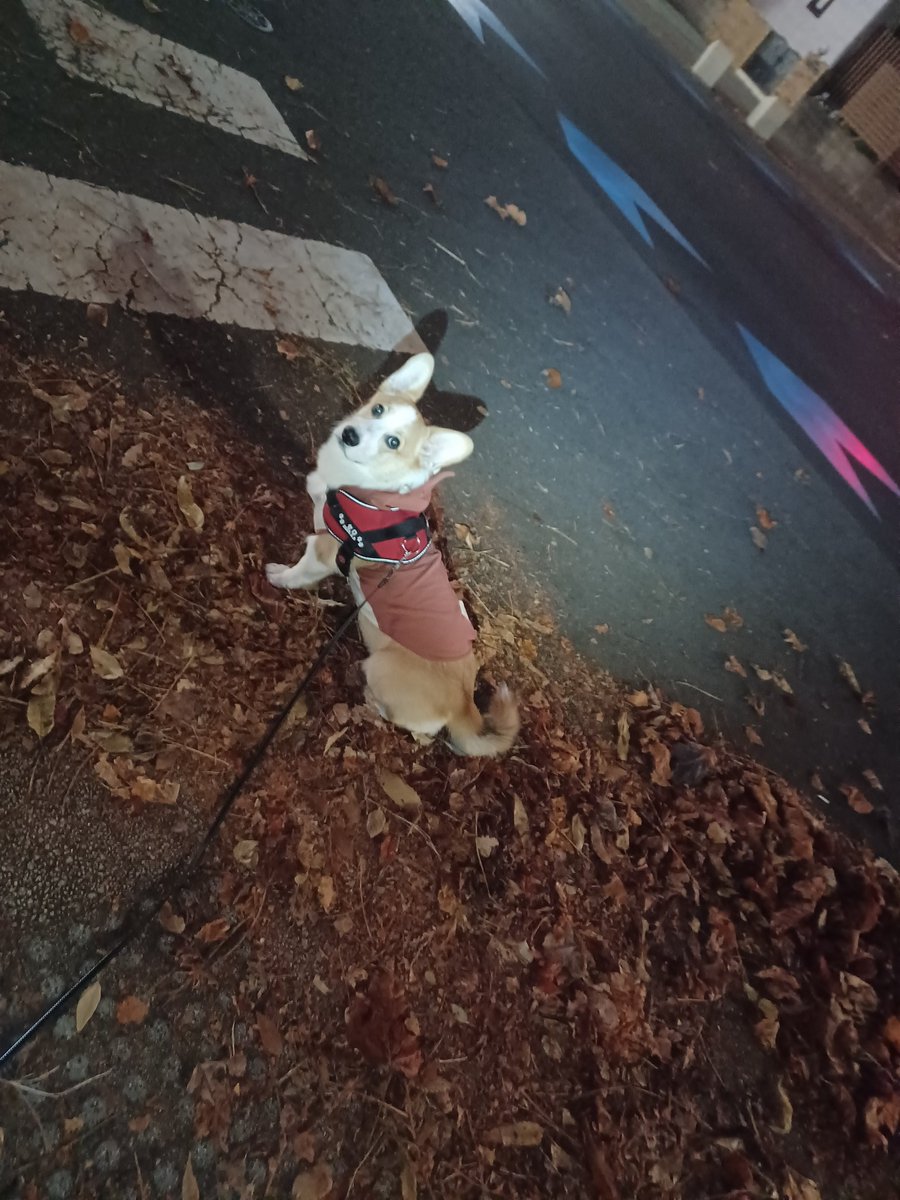 serodinosaur's tweet image. セロサウルス

出陣～♪

#コーギー　#コーギーのいる暮らし　#corgi