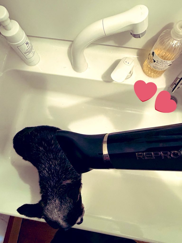 レプロチワワ🐶

#part2