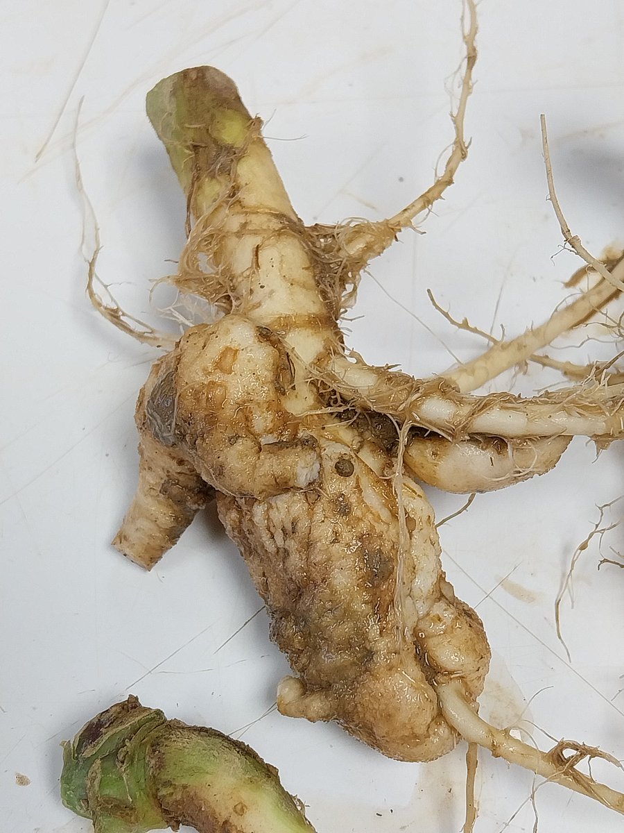 Évaluation des variétés #colza sous pression hernie.  Avec <a href="/Manon_TI_NE/">Manon Guillaume Terres Inovia 🌻</a>  et <a href="/COLINDa56726892/">COLIN David Terres Inovia</a>, prélèvements de pivots,  nettoyage et observations pour réaliser un indice pathologique et classer les variétés #ceuxquifontlesessais