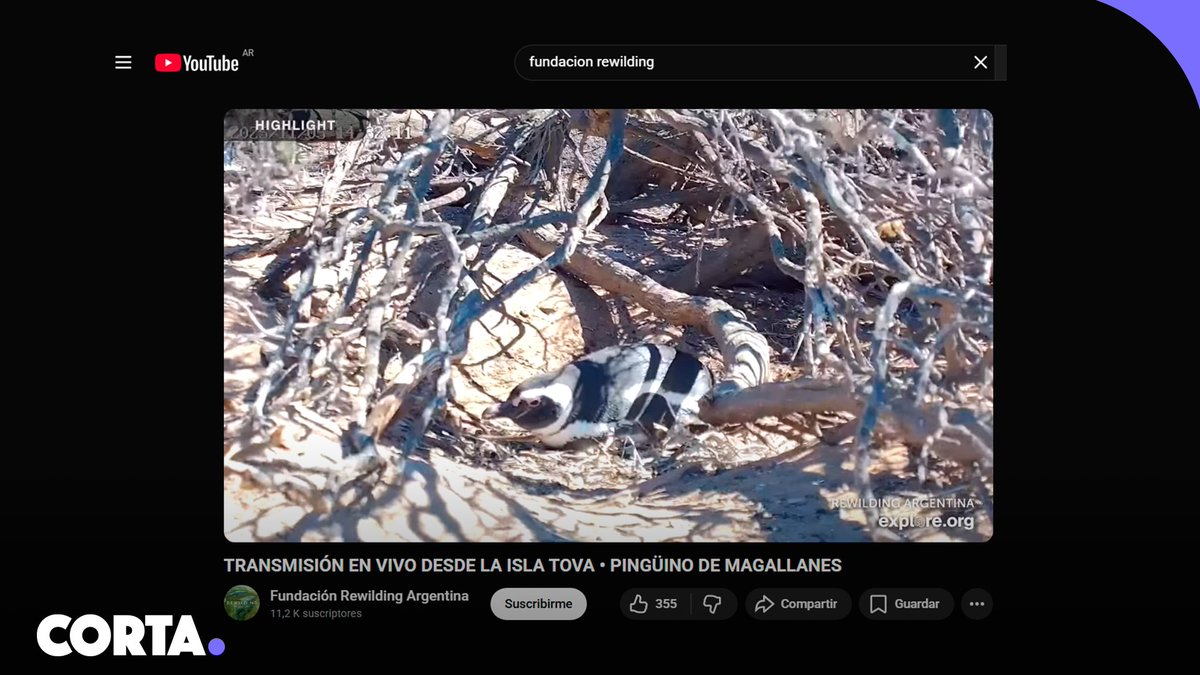 Inició el nuevo streaming del Conicet junto a la Fundación Rewilding en Chubut en el que se observan a los pingüinos de la zona. Su objetivo es "permitirle a los científicos estudiar el comportamiento y el éxito reproductivo de forma remota y no invasiva".