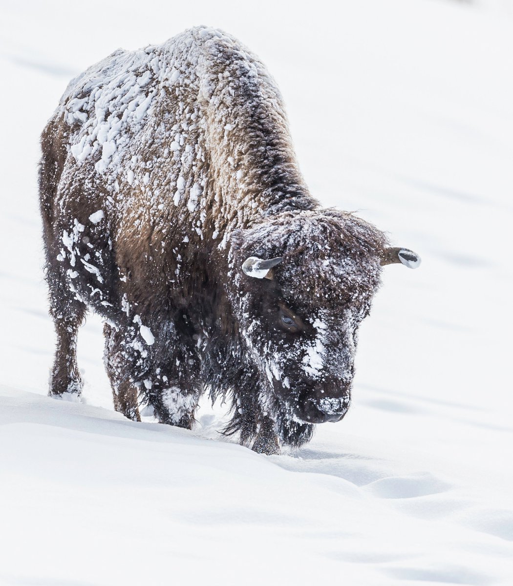 rawrszn's tweet photo. @AMAZlNGNATURE Bison are built for winter. Their coat is so insulating that snow can sit on their back without melting, and they use their heads to sweep through deep drifts to reach the grass underneath. https://t.co/uAZcdiVKPc