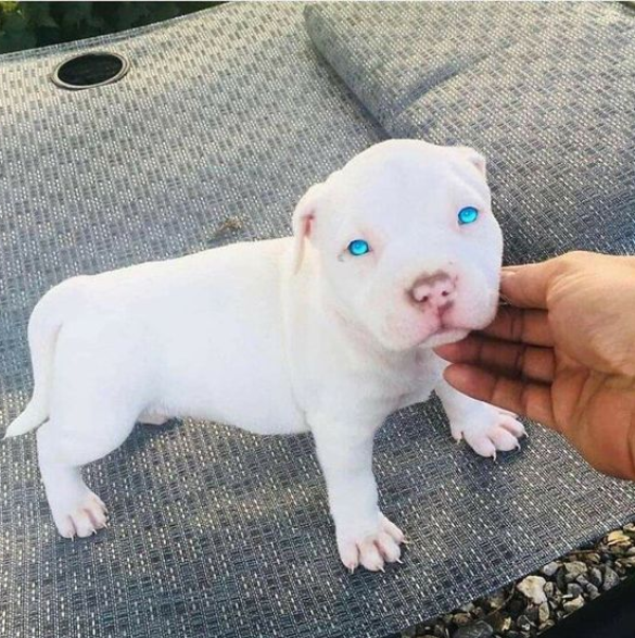 Best in Dogs tweet media