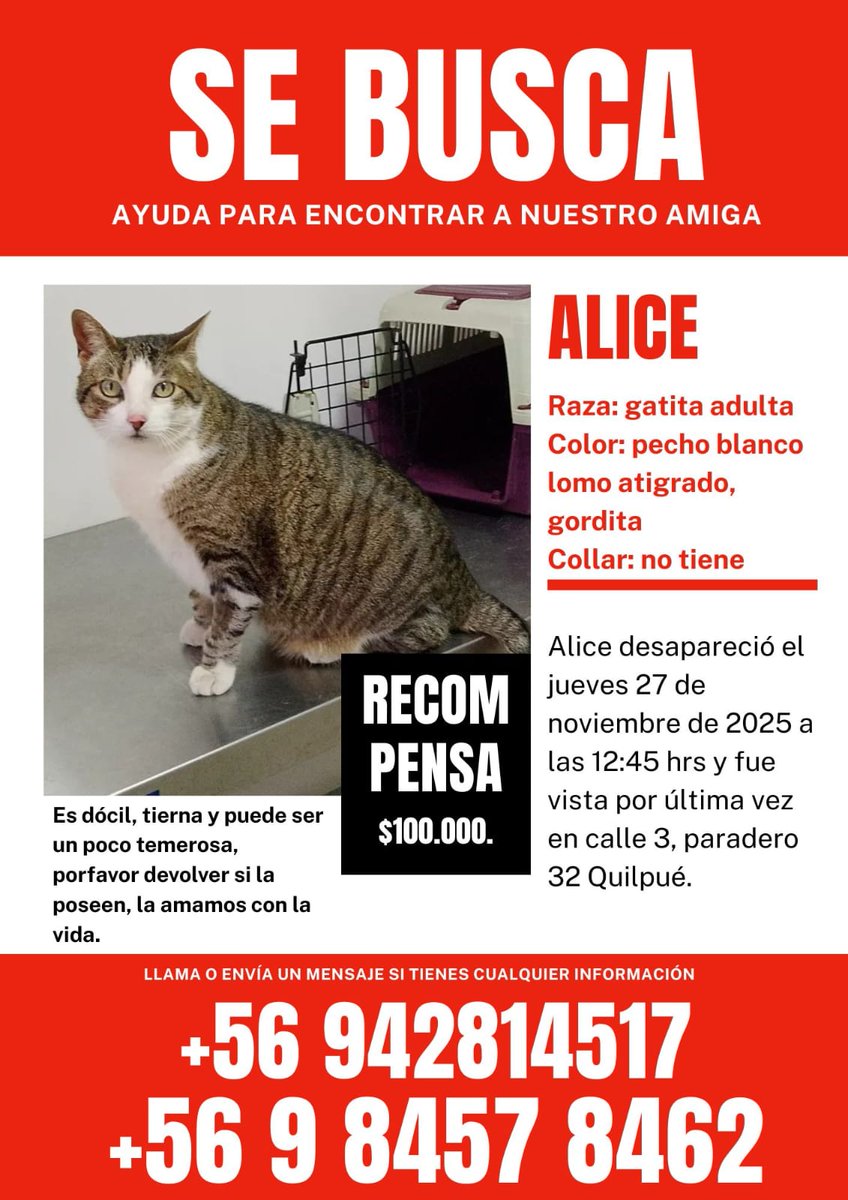 Festivaleros Nos ayudas?
La gatita Alice (Alis) está perdida  desde calle 3, paradero 32, #Quilpue el jueves 27 de noviembre.
Ella es una gata senior de 10 años está en tratamiento por insuficiencia renal,
Dejamos afiche con todos los datos!