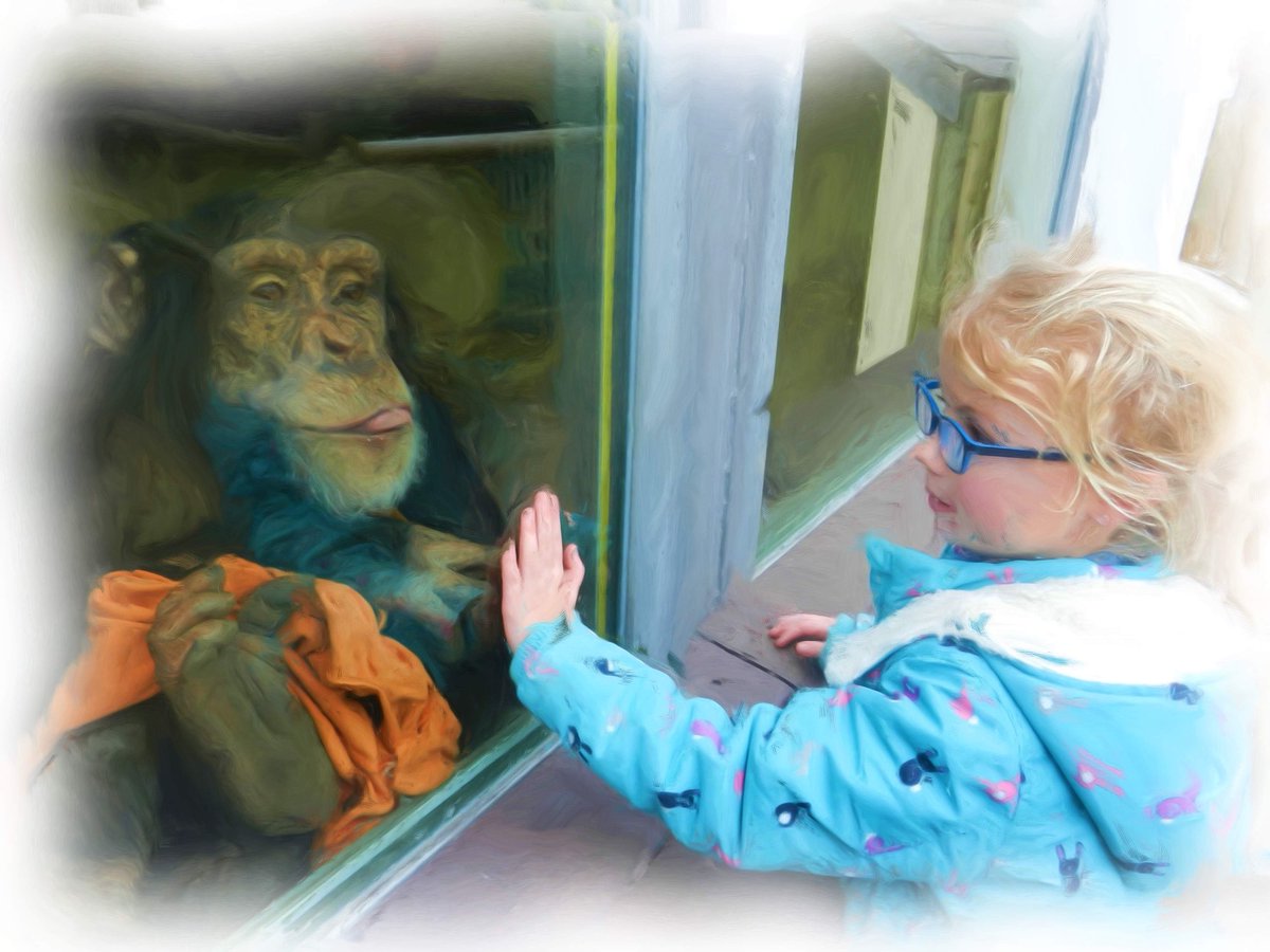 vanessa_c_clark's tweet image. #AlphabetChallenge #WeekWforWindows I love this photo of our Granddaughter Alice interacting with this chap ⁦@MWApeRescue⁩ Sadly we’re coming up to the first anniversary of her passing on 13 December at just 15 years old.