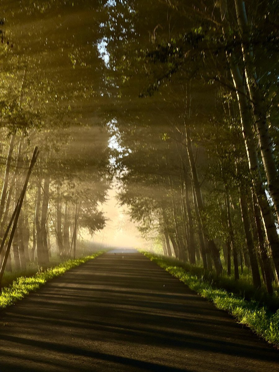 evie66225's tweet photo. As the fog lifts and the sun rises, the world feels like it’s waking up to a fresh beginning 🌫️. Soft light, calm air, and peaceful vibes create the perfect start to a brand-new day 🌞🌿💛. https://t.co/N1mnMMBK4D