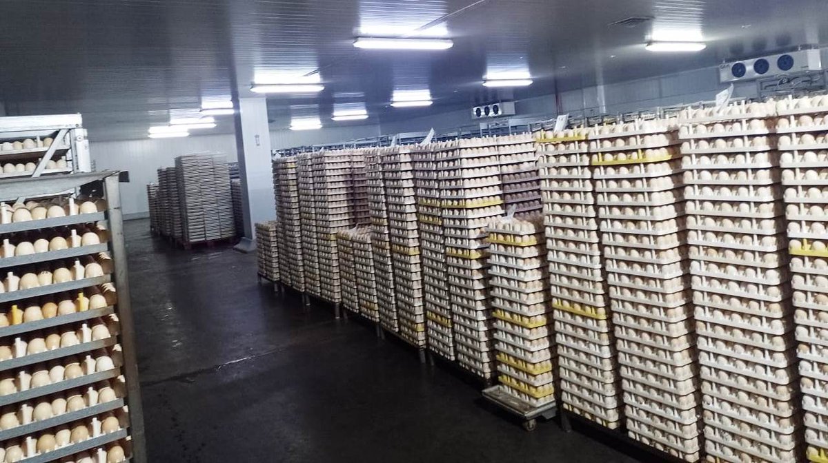 #ComercioExterior 🇦🇷➡️🇵🇾
En una planta de incubación ubicada en Colón, Entre Ríos, certificamos una carga de más de 150.000 huevos fértiles con destino a Paraguay.