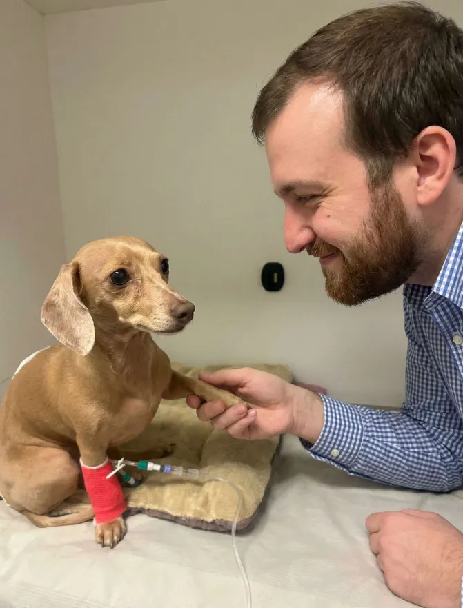 LunaOnCardano's tweet image. whff!🐶 I saw Uncle Charles talking about everyone working together for the greater good of Cardano! 

I’m just a tiny pup… but I’m here cheering with my whole heart and wagging tail 🐾

I may not be a big entity…
but I’m part of the Cardano family through love, community, and…