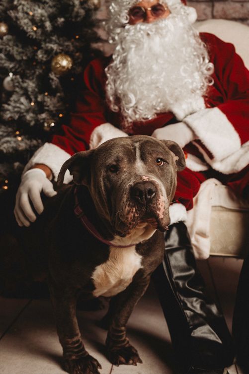 HumaneSocietyJeffCty tweet media