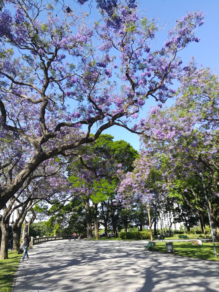 claudialess's tweet photo. Es primavera y buenos aires se pone tan linda https://t.co/scE8x78SJU