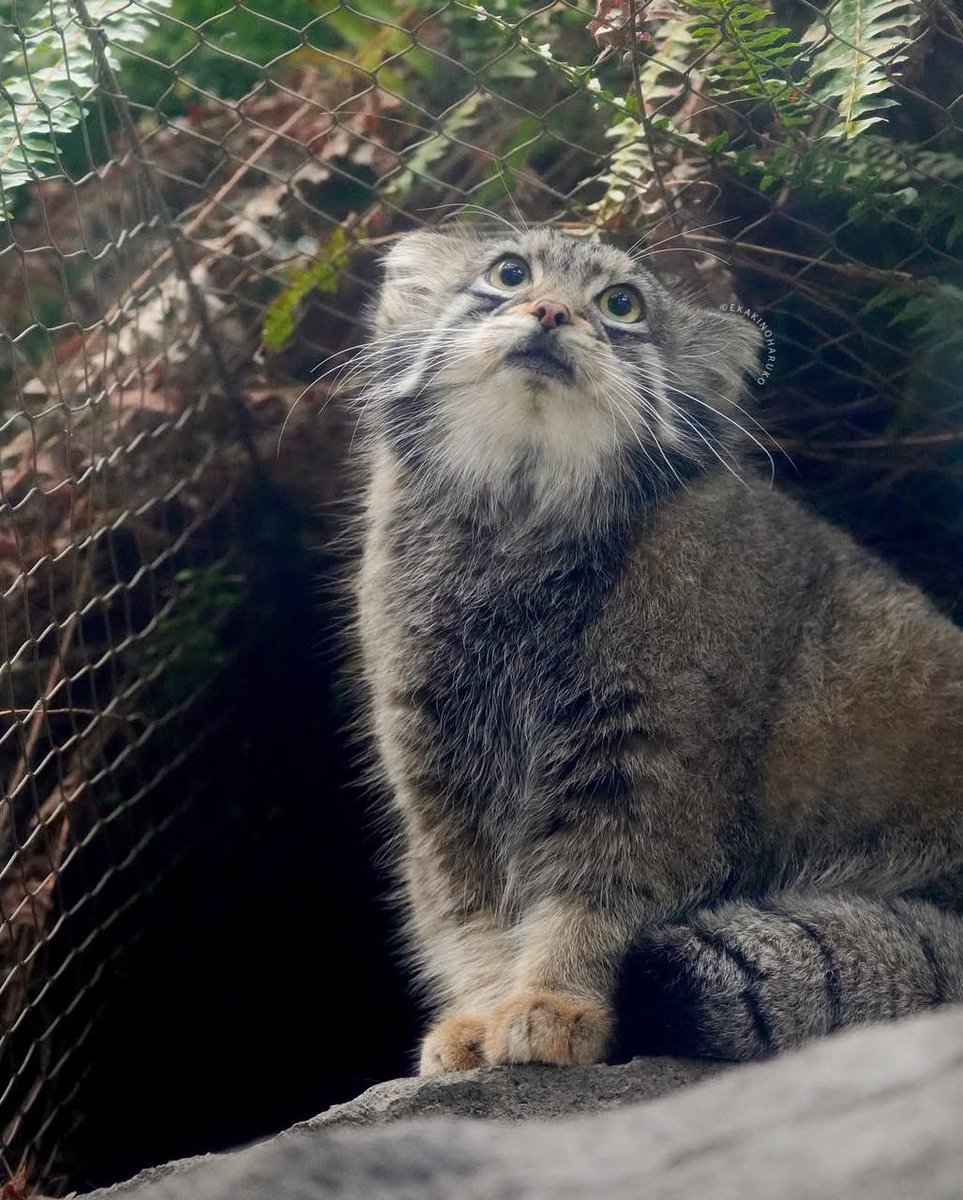 Daily Manul (@dailymanul) on Twitter photo 