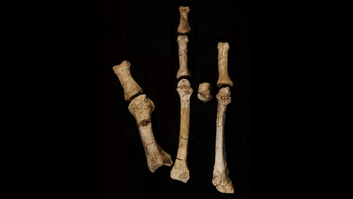 EarthArchivesHQ's tweet image. Bone fragments from Ethiopia show two human ancestors may have shared the same landscape.

sciencenews.org/article/foot-f…

#fossils #paleontology