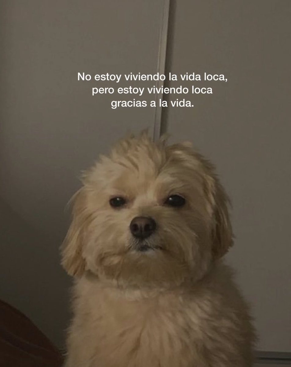 vittor's tweet image. 