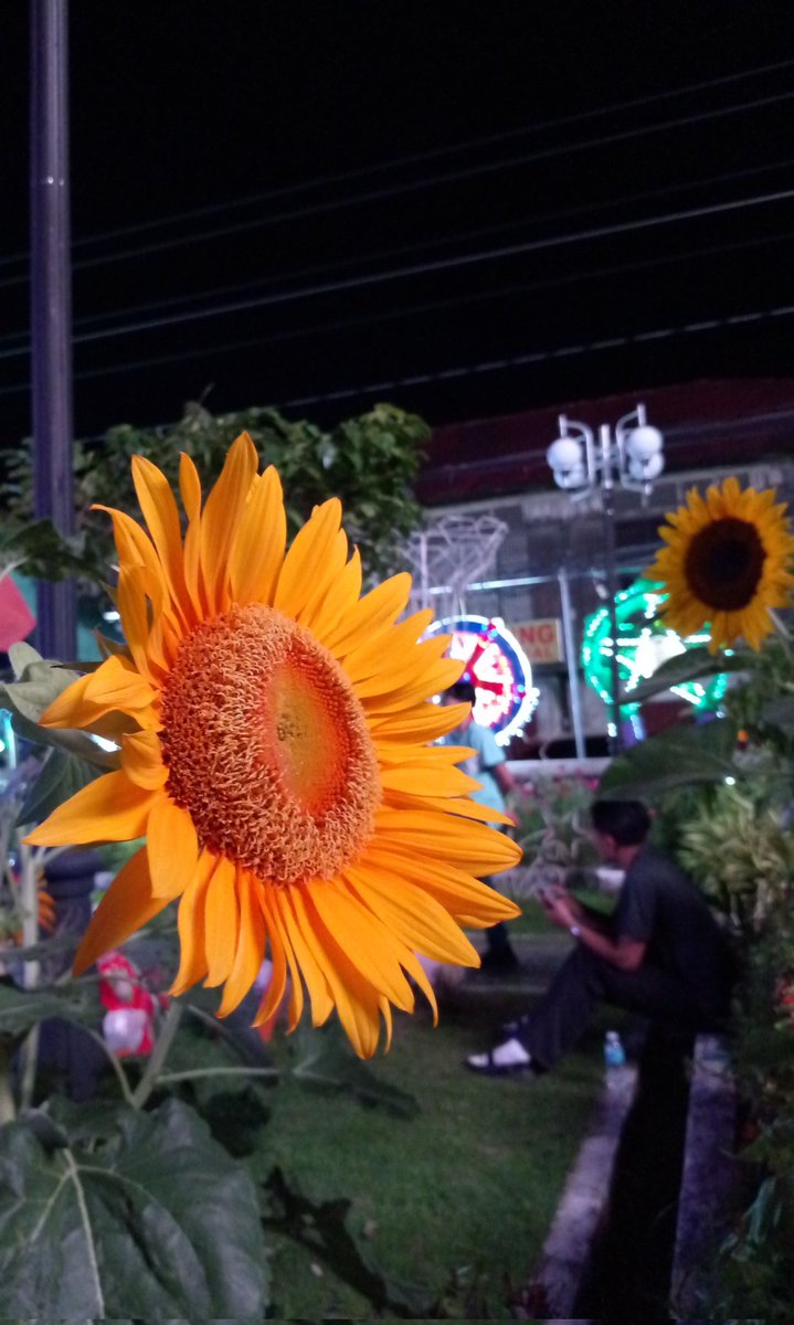 rsndmelaaaaa's tweet photo. birthmonth 🌻✨ https://t.co/pVLqKOuXVc