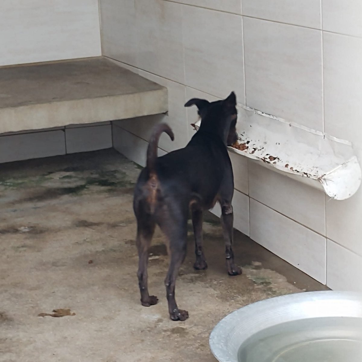 abrigojoaorosa's tweet photo. ‼️ DOE RAÇÃO ADULTO ‼️

Precisamos muito de doação de ração adulto! 🙏🏽

As doações ajudam a reduzir nossos gastos e garantem comida para nossos cães.
Acredite: até 1kg faz diferença!

Por favor, pedimos pelos cães!

Aceitamos qualquer marca, grão ou sabor (sem corantes). https://t.co/BTm4gQeolB