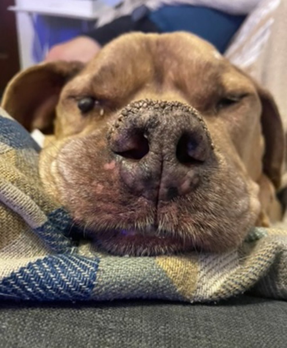 PidgeThings's tweet image. We lost our pup yesterday. We were NOT prepared given that the vet had estimated a year. This is a heartbreak like no other. My Pikachu was the goodest boy who came to us later in his life. It was a privilege to love &amp;amp; be loved by him the last 6 years. We snuggled until the end.