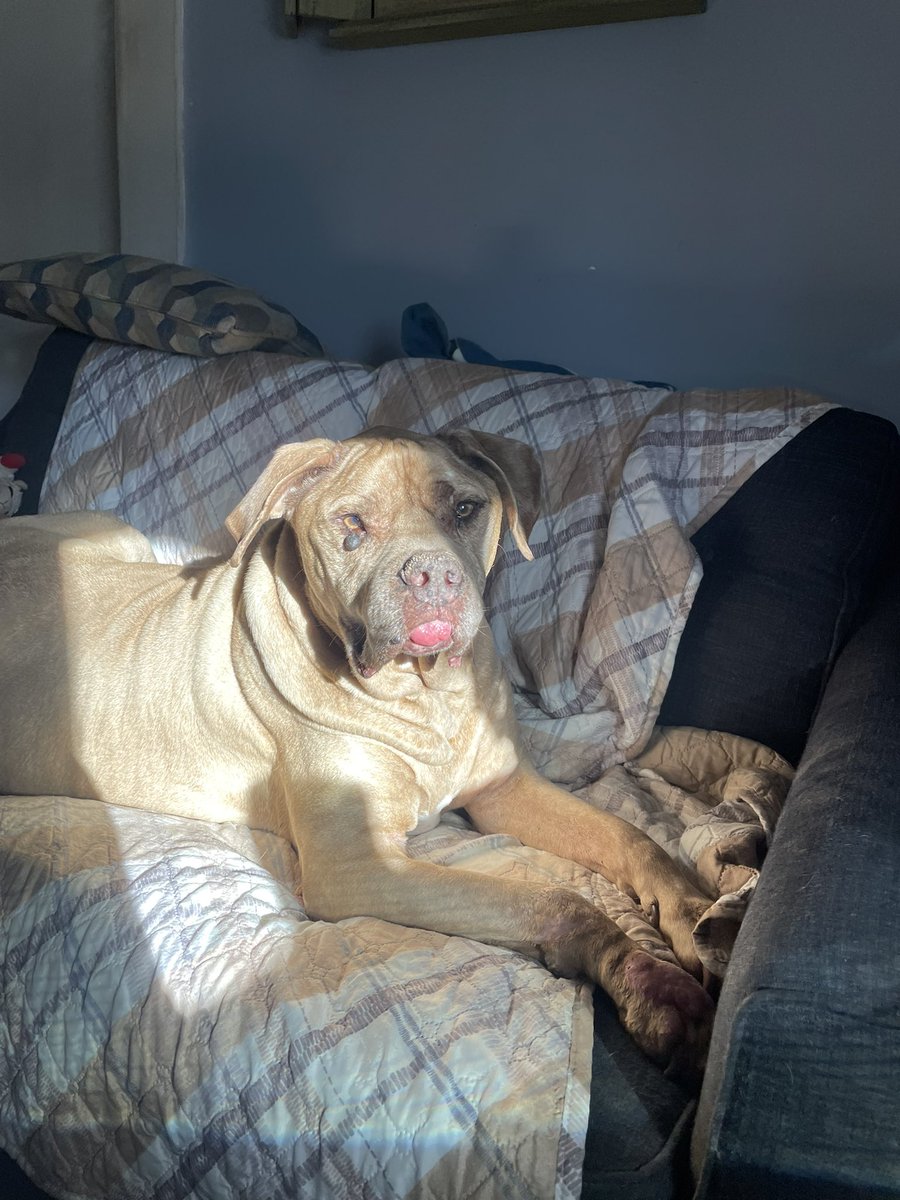 PidgeThings's tweet image. We lost our pup yesterday. We were NOT prepared given that the vet had estimated a year. This is a heartbreak like no other. My Pikachu was the goodest boy who came to us later in his life. It was a privilege to love &amp;amp; be loved by him the last 6 years. We snuggled until the end.