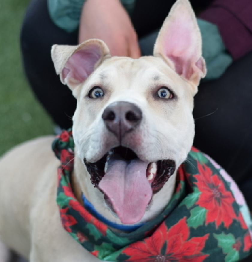 NMBewitched's tweet photo. #CyberMonday
We asked everyone on #TeamAnimalVoice to do a post, If I could #Adopt an #NYCACC dog today it would be...
In truth I can never pick just one I will be sharing those I would bring home in a #NYMinute
Oh Esther...
I would have plans for you.
Who has ever dreamed of owning a Dog Sanctuary
The 1st dog I would save, would be Esther
Everyone needs a Helper Dog someone to help show the newbies the ropes. Get them to relax.
Teach them to play & dog the right way💖
So tonight, for Esther I will play #PowerBall, let's hope for the best
#AdoptMe
https://t.co/Np4QcbUjPt