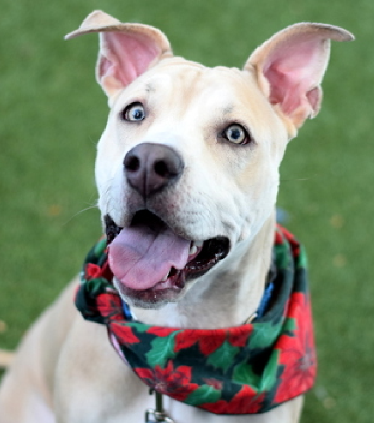 NMBewitched's tweet photo. #CyberMonday
We asked everyone on #TeamAnimalVoice to do a post, If I could #Adopt an #NYCACC dog today it would be...
In truth I can never pick just one I will be sharing those I would bring home in a #NYMinute
Oh Esther...
I would have plans for you.
Who has ever dreamed of owning a Dog Sanctuary
The 1st dog I would save, would be Esther
Everyone needs a Helper Dog someone to help show the newbies the ropes. Get them to relax.
Teach them to play & dog the right way💖
So tonight, for Esther I will play #PowerBall, let's hope for the best
#AdoptMe
https://t.co/Np4QcbUjPt
