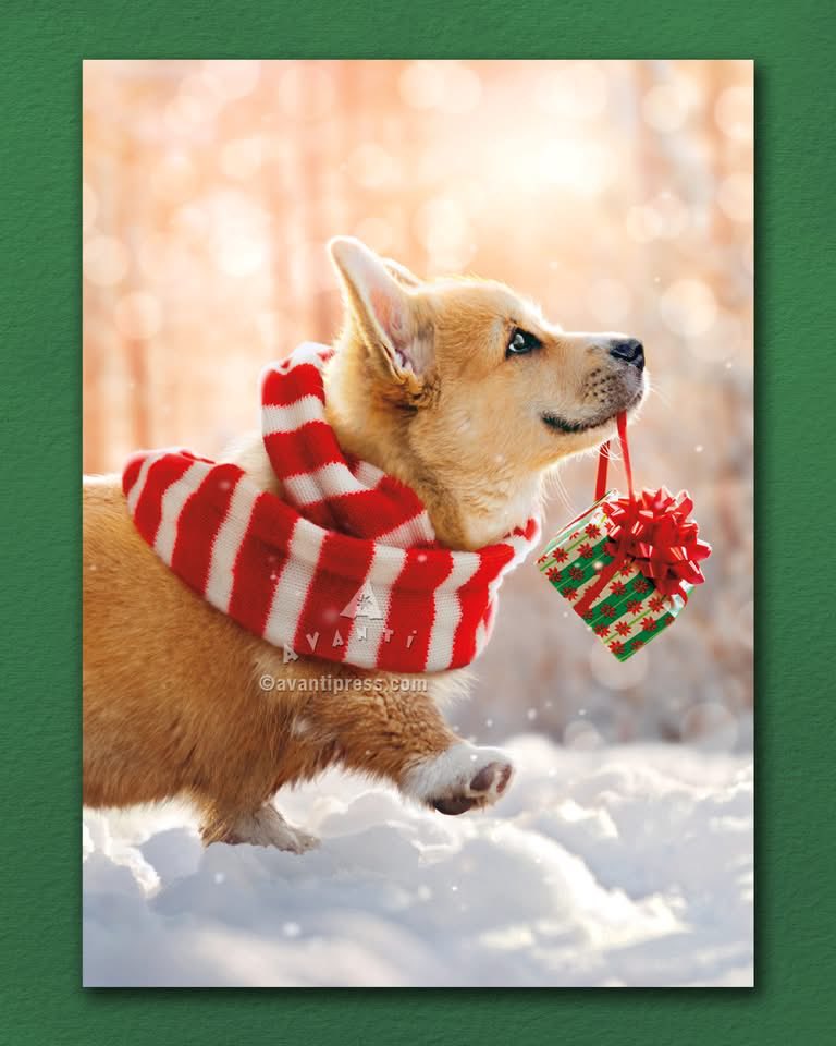 JenStewart777's tweet photo. Forget wrangling the family for the perfect holiday photo — I’ll happily send a little Detroit-made cheer instead 🎁🐶 #GoodDayDetroit #avantipress https://t.co/vIYt8Vcj4l