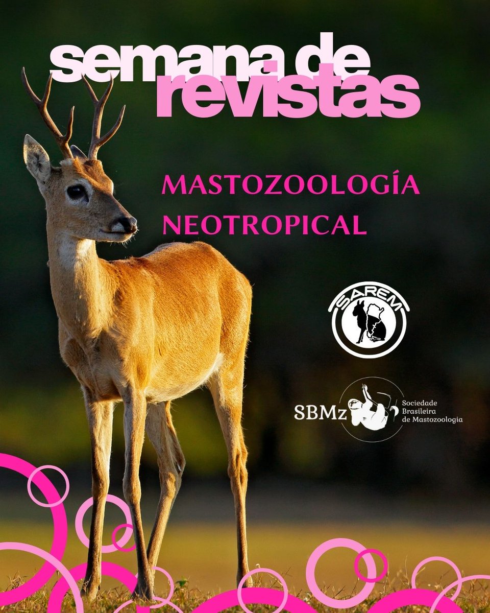 MNeotropical's tweet image. Semana de Mastozoologia Neotropical!
🤩 Desde hoy, la primera semana de cada mes, vas a poder conocer un poco mas de nuestra revista y los artículos que publicamos!

➡️ Recordá que Mastozoología Neotropical es de acceso LIBRE y GRATUITO