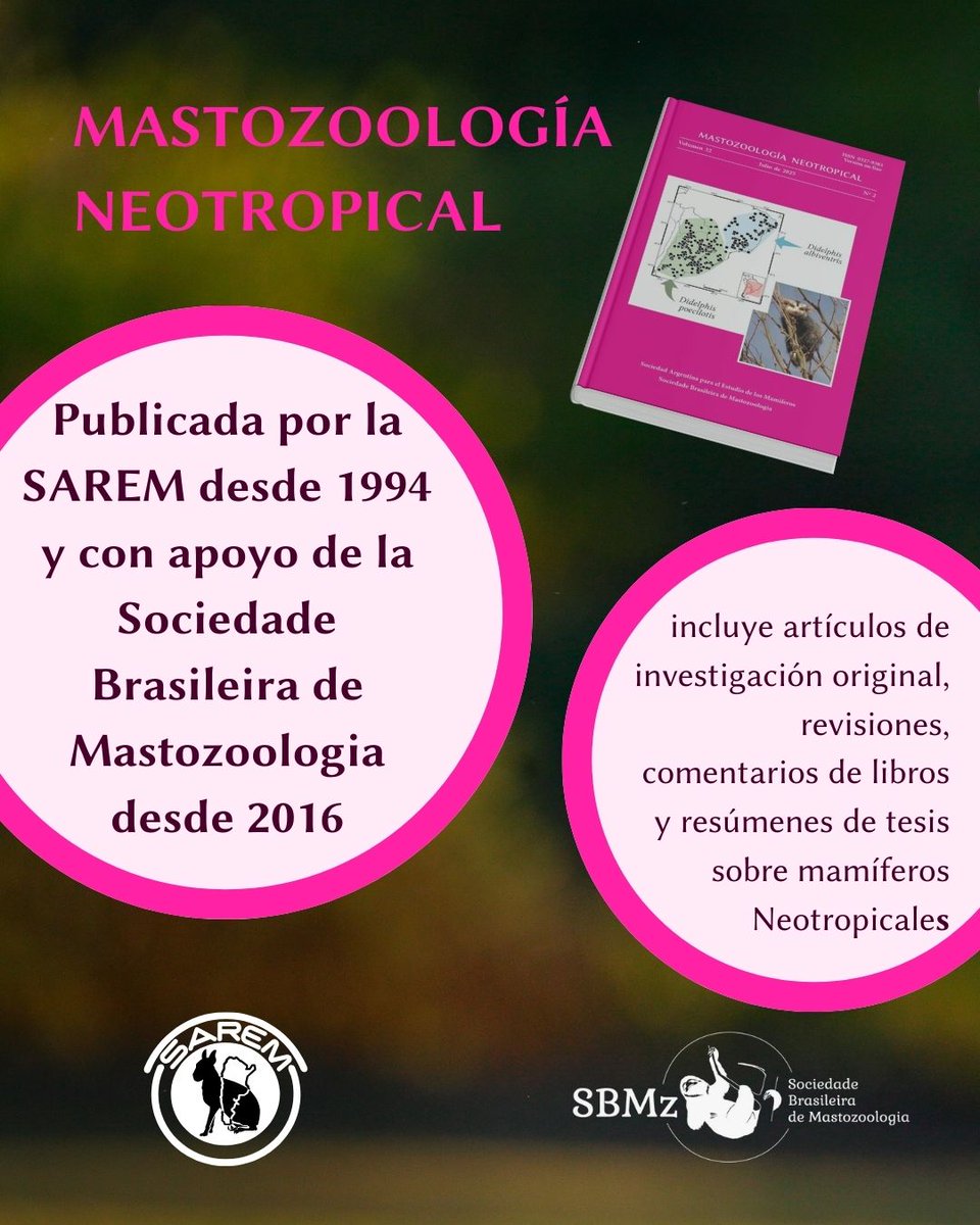 MNeotropical's tweet image. Semana de Mastozoologia Neotropical!
🤩 Desde hoy, la primera semana de cada mes, vas a poder conocer un poco mas de nuestra revista y los artículos que publicamos!

➡️ Recordá que Mastozoología Neotropical es de acceso LIBRE y GRATUITO