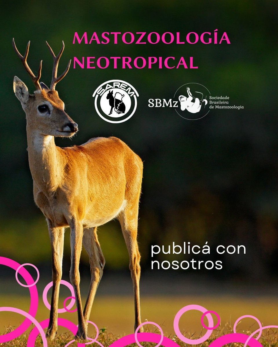 MNeotropical's tweet image. Semana de Mastozoologia Neotropical!
🤩 Desde hoy, la primera semana de cada mes, vas a poder conocer un poco mas de nuestra revista y los artículos que publicamos!

➡️ Recordá que Mastozoología Neotropical es de acceso LIBRE y GRATUITO