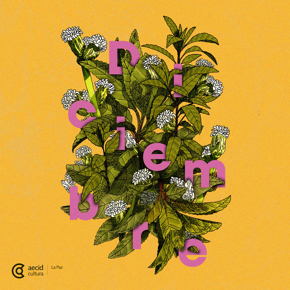 CCELAPAZ's tweet image. 🍂 ¡Bienvenido #diciembre!
Este mes nos acompaña: 🪴 Chillca – valles, Altiplano. 🗓 Nuestras actividades giran en torno a la discapacidad, los derechos culturales, la lectura, la agricultura sostenible, el montañismo y el juego como espacio de encuentro: bit.ly/4oqKD1S