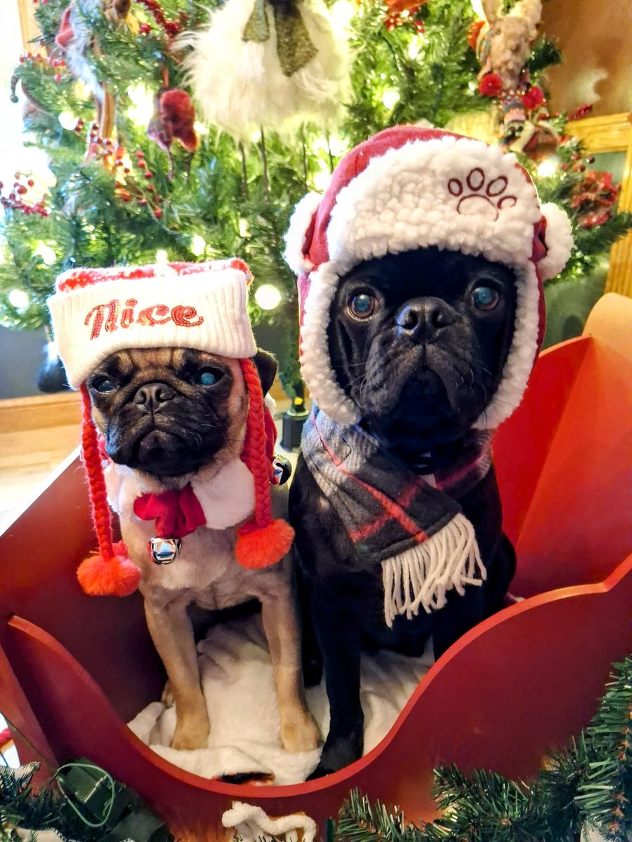 Angel Mushu😇🌈, Zinny🖤, Winny💓, Lucy tweet media