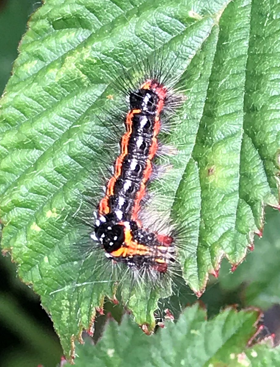 Phil Jackman tweet media