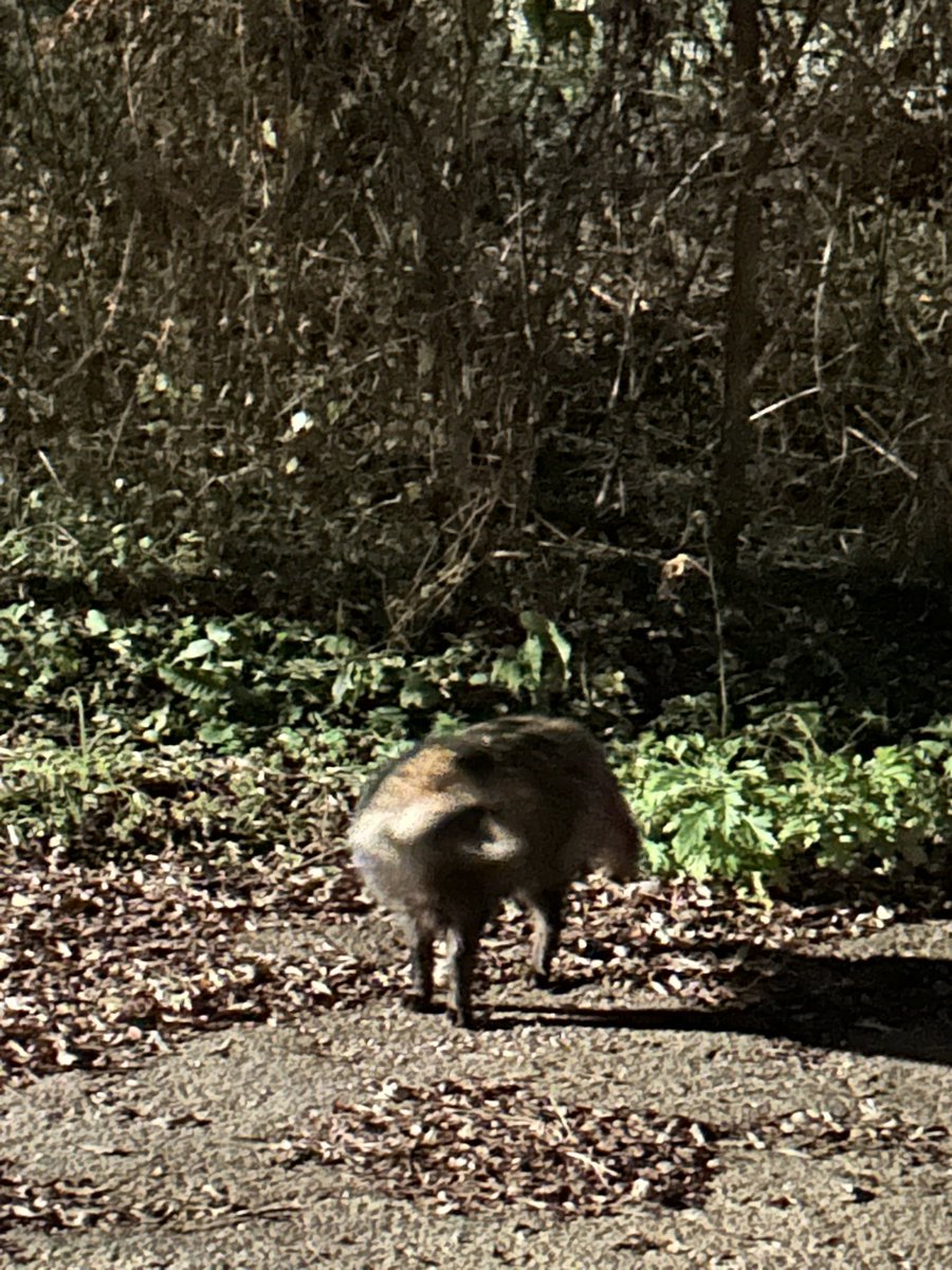 와......한강 러닝하다가 새로운 동물과 조우