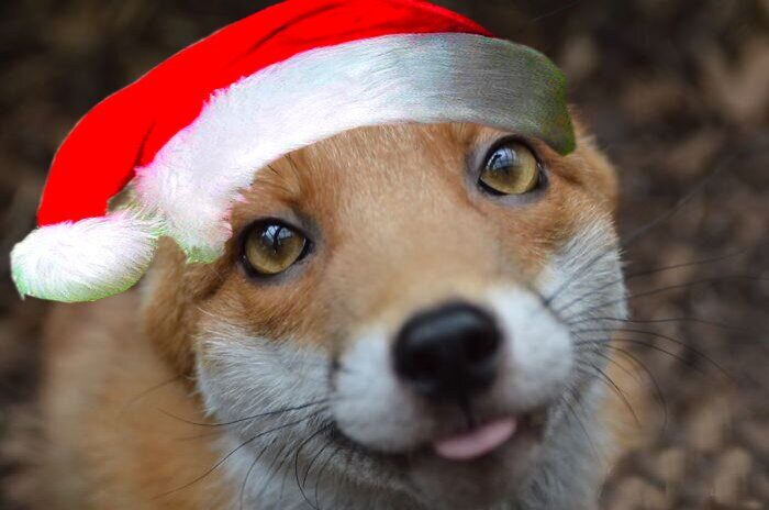 el zorrito les desea un buen inicio de diciembre y navidad por adelantado :3