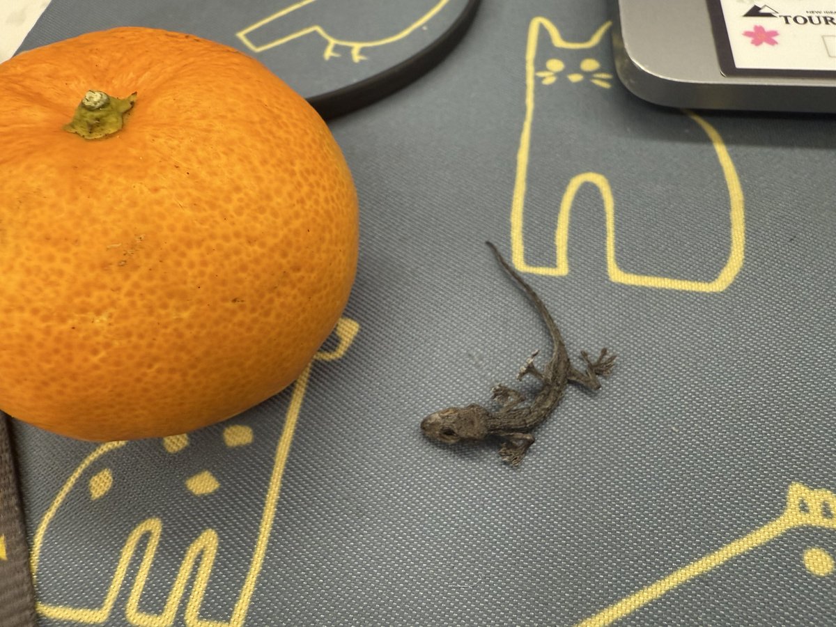 アヒル隊長yumi (@GS_ahiru) / Posts / X