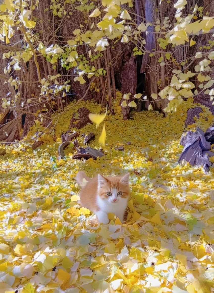 jdak2571's tweet image. お疲れさまでした
イチョウの葉がいっぱい
𓋪◌𓂃܀𓇬܀𓇬