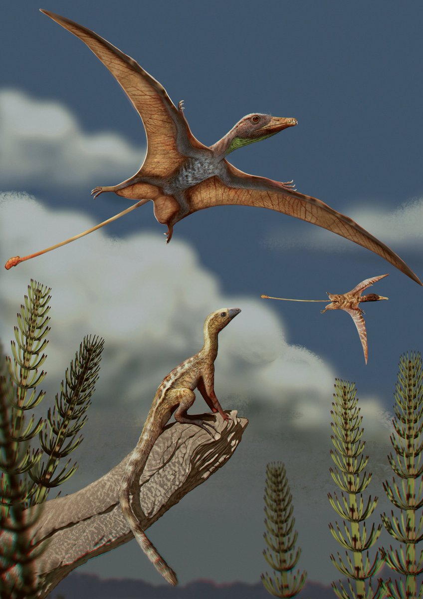 EarthArchivesHQ's tweet image. A tiny, flightless Triassic reptile has revealed that pterosaurs and birds built the brains for flight in completely different ways.

phys.org/news/2025-11-f…

#fossils #paleontology
