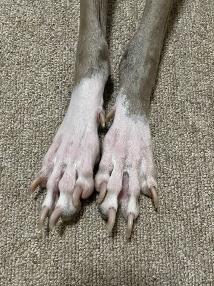 IGGY_PUTTO's tweet image. ぼうやたち、あけておくれ。おかあさんだよ。