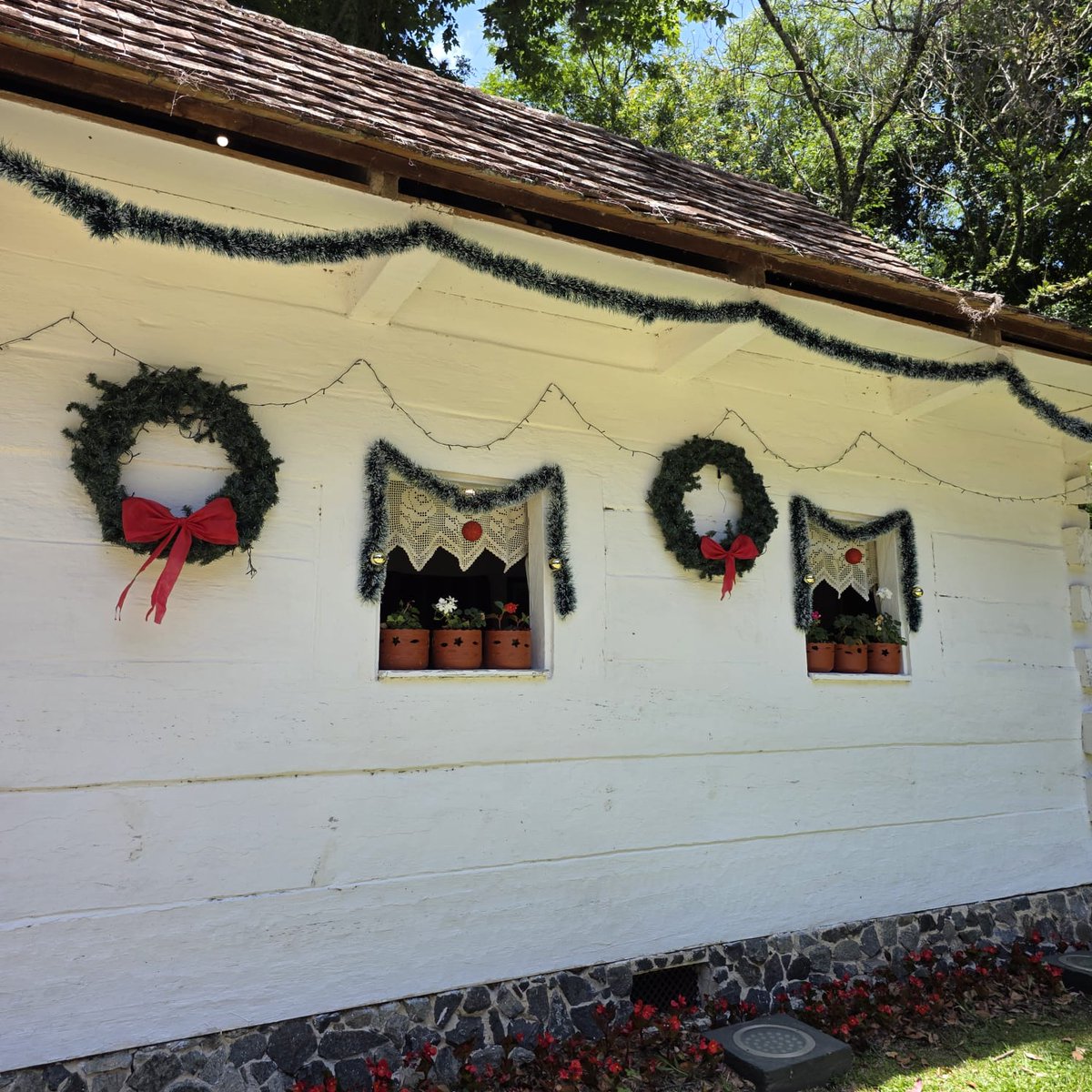 AnaMoretto4's tweet image. #AlphabetChallenge 
#WeekWforWindows 

#Christmas2025 

Bosque do Papa, Curitiba PR, Brasil.