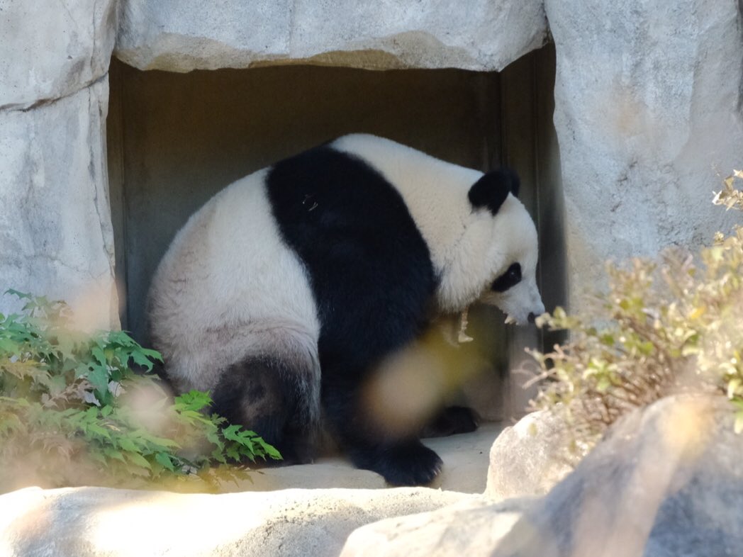 iko_i_iko_i_iko's tweet image. お昼寝から目覚めてすぐにレイレイのところへ🥱💕
2025.11.24 #上野動物園 #panda #シャオシャオ