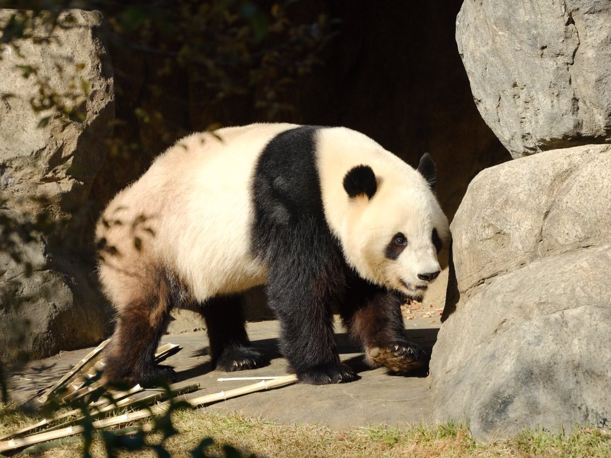 iko_i_iko_i_iko's tweet image. お昼寝から目覚めてすぐにレイレイのところへ🥱💕
2025.11.24 #上野動物園 #panda #シャオシャオ
