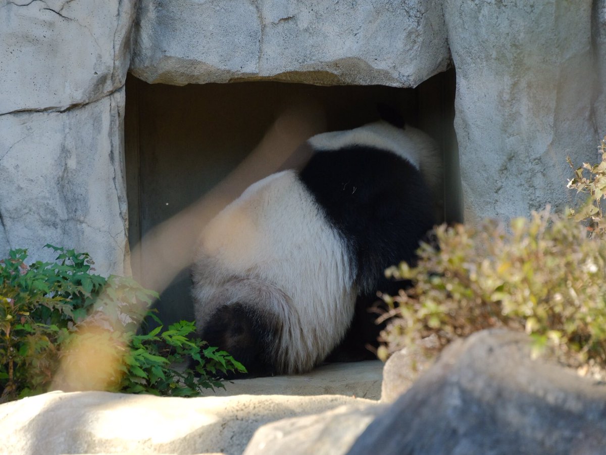 iko_i_iko_i_iko's tweet image. お昼寝から目覚めてすぐにレイレイのところへ🥱💕
2025.11.24 #上野動物園 #panda #シャオシャオ