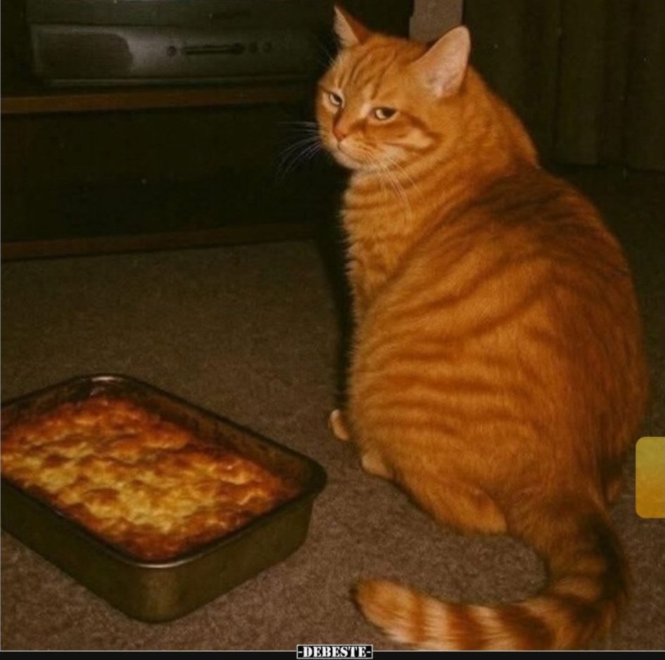 Mahlzeit,in der Agentenkantiene von Catcrimes ist heute Lasagne Tag 😺