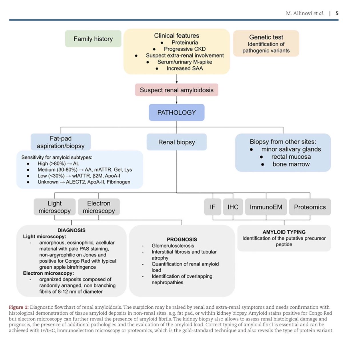 🫘 Renal amyloidosis is all about early identification + exact typing

✨Fat pad➡️ Kidney biopsy🔬➡️ IF/IHC/EM➡️ 🧬Proteomics

Rx starts with knowing the right amyloid

🔗 doi.org/10.1093/ndt/gf… 🆕 
<a href="/NDTsocial/">NDT</a> for details 

#Amyloidosis #NephTwitter #Nephrology