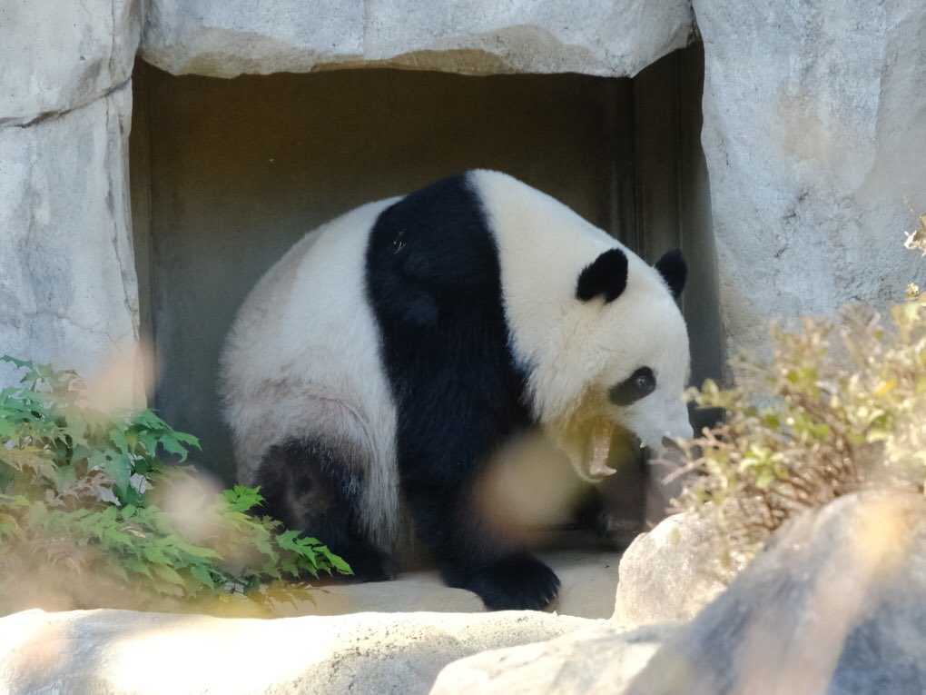 iko_i_iko_i_iko's tweet image. かわいい💕
2025.11.24 #上野動物園 #panda #シャオシャオ