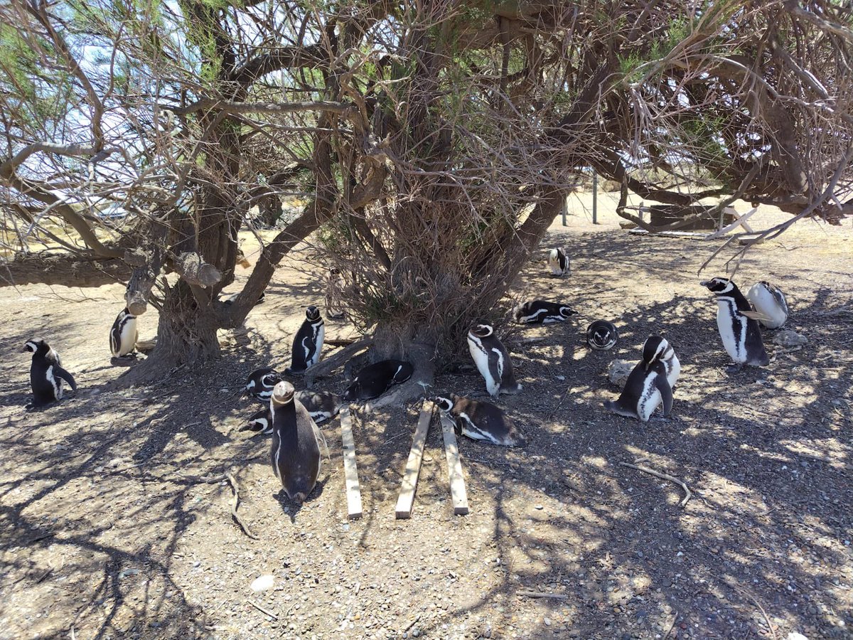すみペンのふるさとレポート おまけ🐧 ススキみたいな立ち方をしてるコ