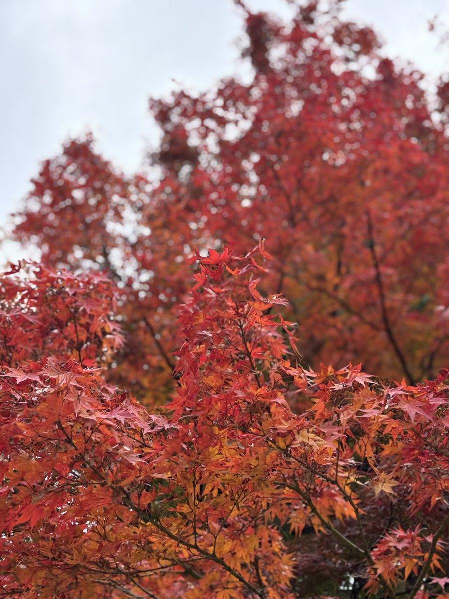 1117Kaede4's tweet photo. 洗足池公園🍁
紅葉シーズンには必ず行きたくなる場所
#おおたわくわく写真
#uniqueota
@Unique_Ota https://t.co/XxDIAwcfx3